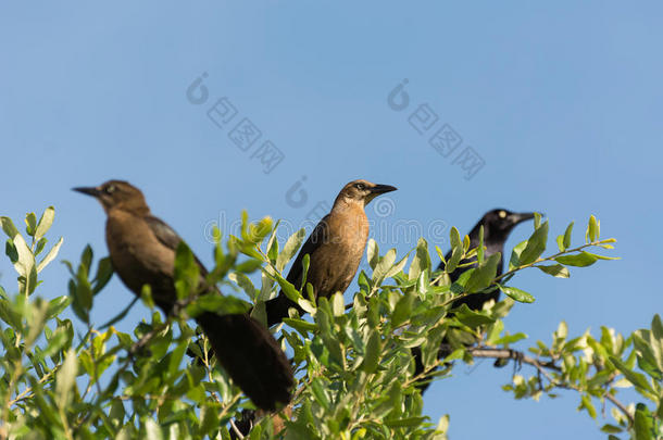棕色画眉鸟和黑色乌鸦