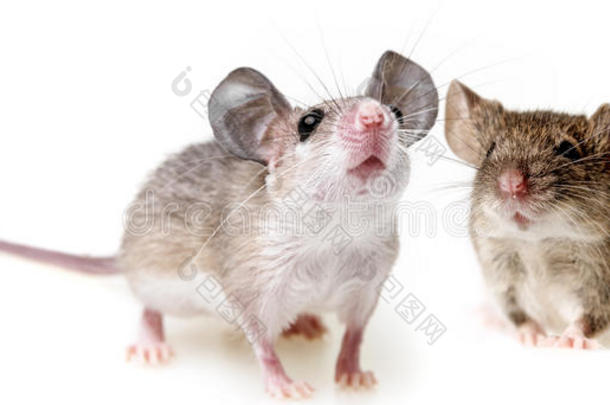 两只小老鼠