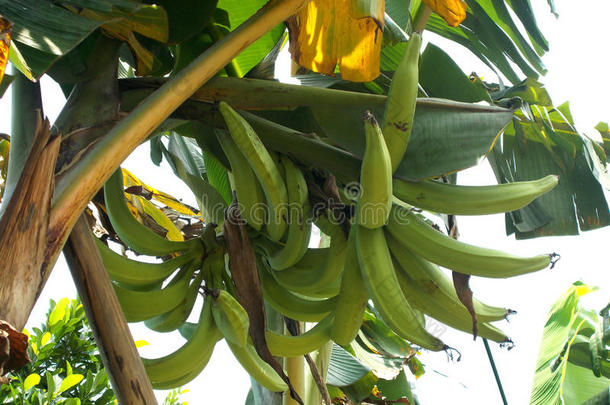 <strong>香蕉</strong>树上的大绿色<strong>香蕉</strong>。 <strong>香蕉</strong>角。