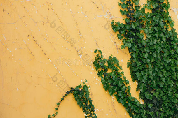 黄色墙上的绿色藤蔓