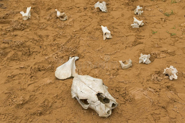 恐龙骨头在澳大利亚奥威角国家公园的一个临时的骨头沙坑里