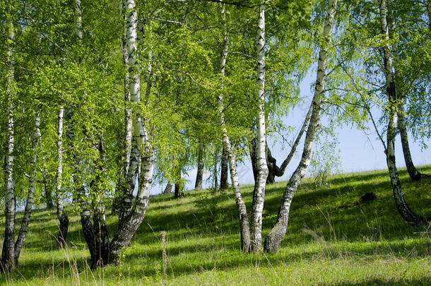 桦木桦树云植物区系草