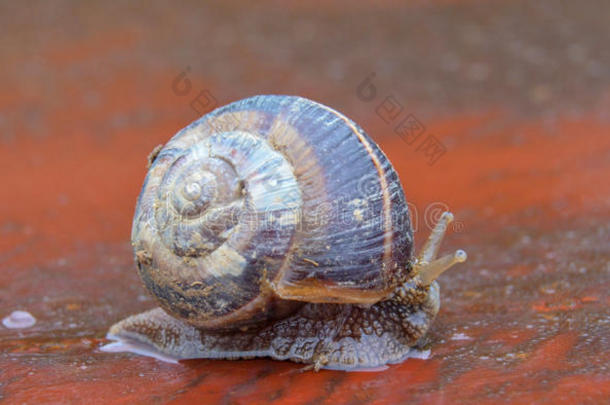 花园<strong>蜗牛</strong>，可食用<strong>蜗牛</strong>，<strong>蜗牛</strong>