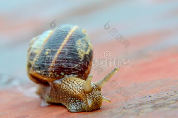 花园蜗牛，可食用蜗牛，蜗牛