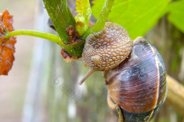 花园蜗牛，可食用蜗牛，蜗牛