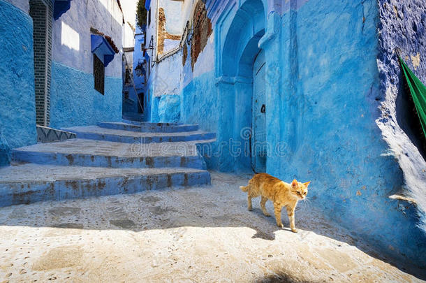 猫在<strong>一条街</strong>的厨师，在摩洛哥