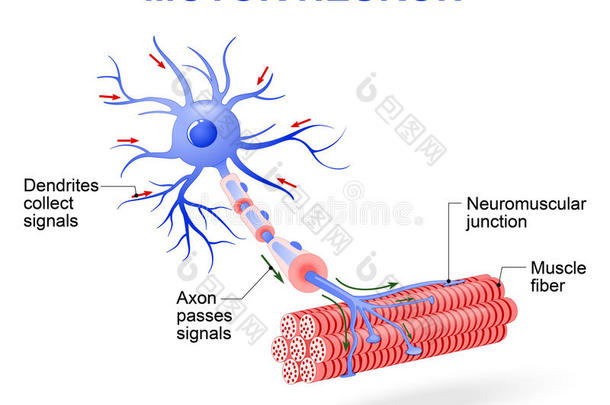 运动神经元。矢量图