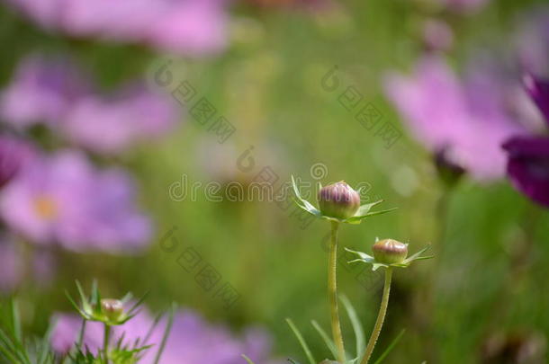 野心开花芽宇宙花