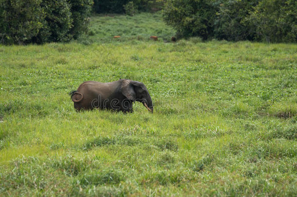 一只孤独的大象试图躲在草地上（<strong>刚果</strong>共和国）