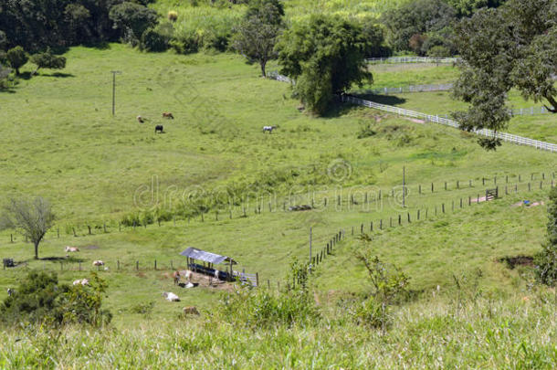 田园牧歌的场景和牛在田野里