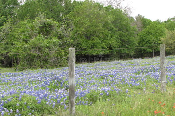 德克萨斯州蓝松树