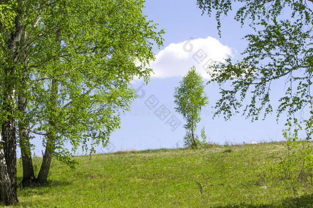 桦木桦树植物区系草绿色