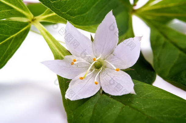 花是欧洲的三瓣花