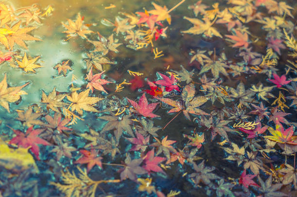 五颜六色的秋枫叶在水面上(过滤图像过程