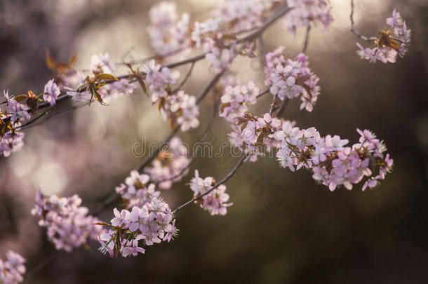 樱花软焦点，樱花季节在莫斯科，背景