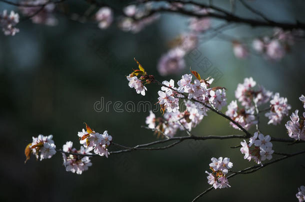 樱花软焦点，樱花季节在莫斯科，背景