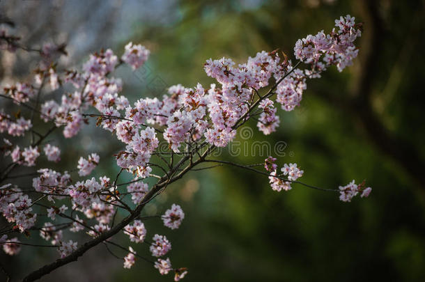 樱花软焦点，樱花季节在莫斯科，背景