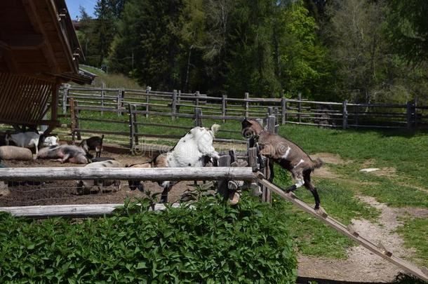 意大利南蒂罗尔山区农场里的山羊。 农村生活