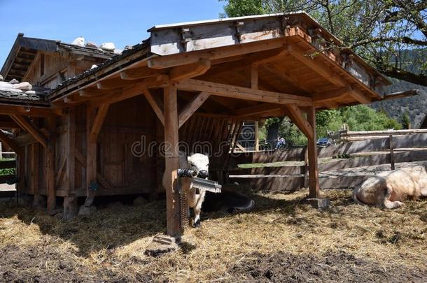 意大利南蒂罗尔山区农场里的牛。 农村生活