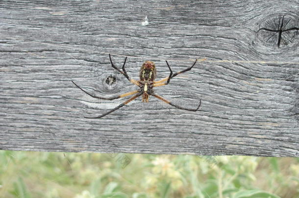 德克萨斯州篱笆上的金色圆球织女蜘蛛。