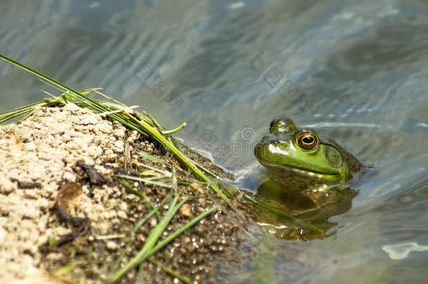一只好奇的<strong>小青</strong>蛙，从池塘里偷看