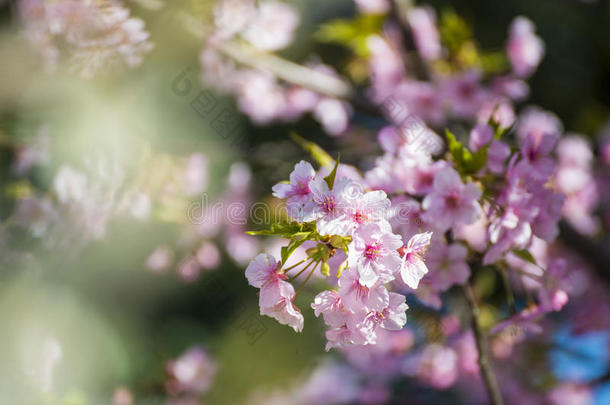 上野公园美丽的樱花或樱花