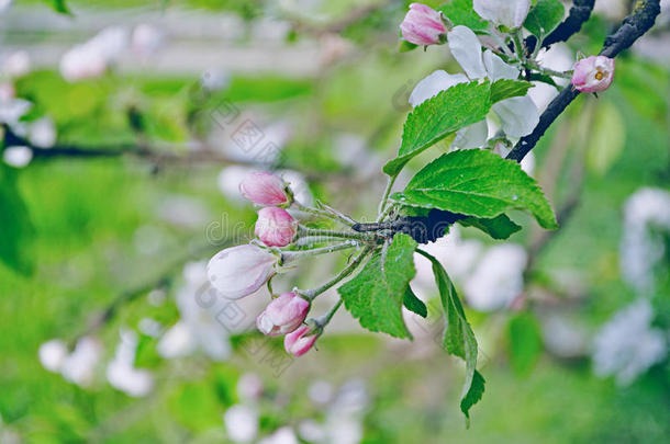 春天的苹果花芽在柔和的阳光下开花-春天的花背景在柔和的色调