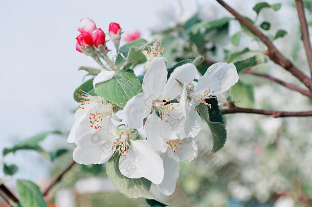 春天的苹果花在柔和的阳光下开花-自然的春天花背景在柔和的色调
