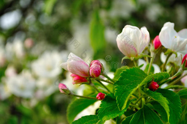 春天的苹果花在柔和的阳光下开花-天然的春天花背景