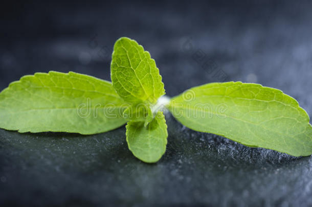 可供替代的选择芳香的生物植物学