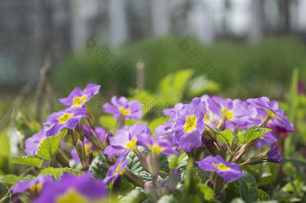 春花的花朵-朱古拉。 春季特写<strong>花卉景观</strong>，自然<strong>花卉</strong>背景。