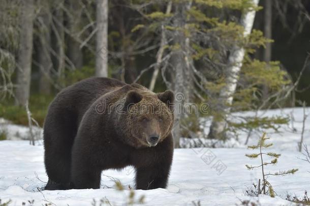 春季森林中的<strong>棕熊</strong>(Ursusarctos。