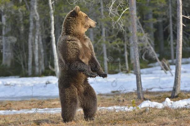 棕色熊(ursusarctos)站在春天森林的后腿上。