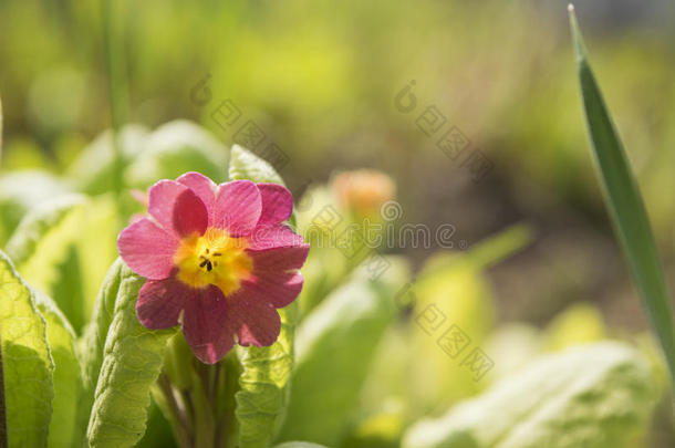 春花的花朵-朱古拉。 春季特写花卉景观，自然花卉背景。