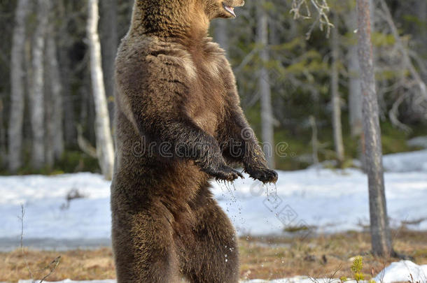 棕色<strong>熊</strong>(ursusarctos)<strong>站在</strong>春天森林的后腿上。