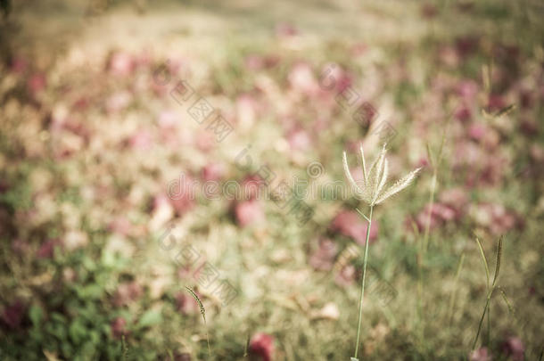 草花的草花