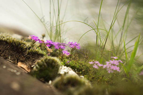 特写图片自然花园的微小粉红色野花和地衣