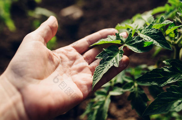 农民控制菜园番茄植株生长