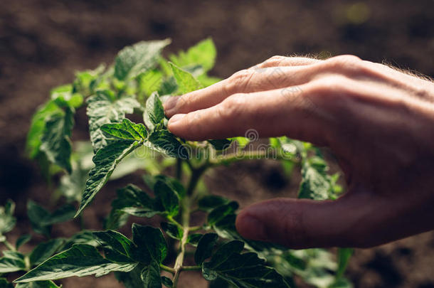 农民控制菜园番茄植株生长