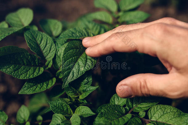 农民控制菜园马铃薯植物的生长