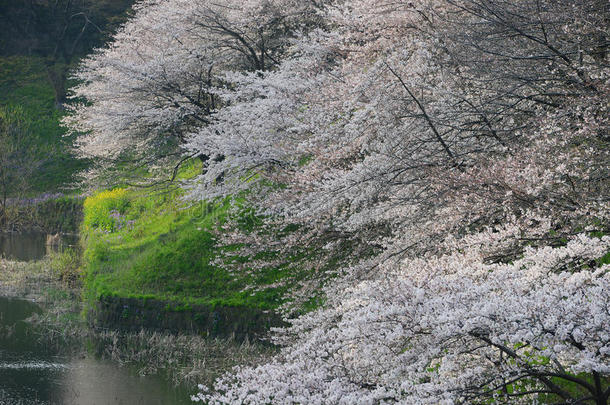 樱花