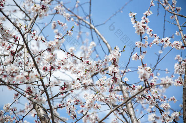 开花杏树枝蓝天的背景，柔软的焦点