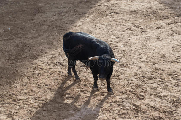 动物公牛庆祝科里达国家
