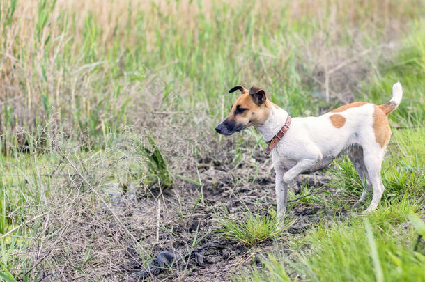 猎狗狐狸猎犬在野外狩猎