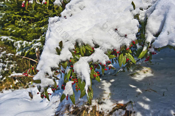 棉被灌木，红色浆果覆盖着雪