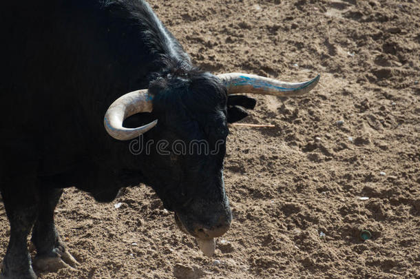 动物公牛庆祝科里达国家