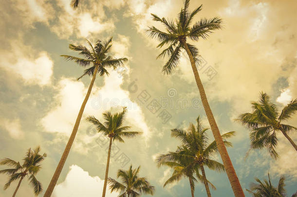 椰子树在夏天的天空背景，复古的色调