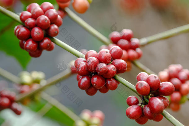 阿拉伯咖啡浆果成熟了