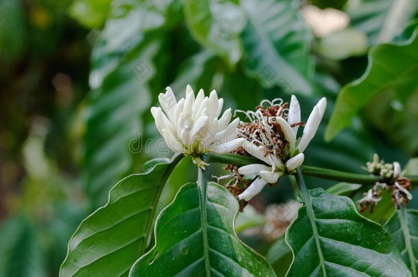 农业的农业阿拉比卡咖啡开花分支