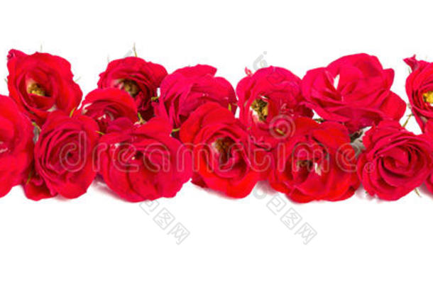 玫瑰花束排列成边缘或设计元素的花卉主题